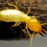Termite damage inspection